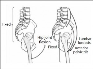 Fig. 4. Actions of the iliopsoas