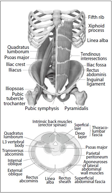 Illustration of rectus abdominis and iliopsoas